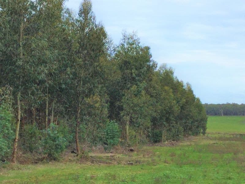 Koenigs Road Myamyn VIC, Myamyn - Thumbnail 4
