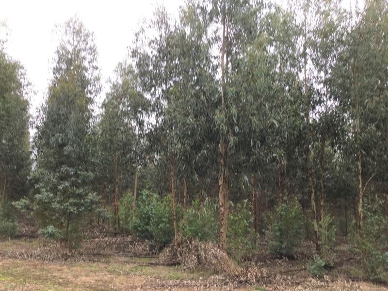 Koenigs Road Myamyn VIC, Myamyn - Thumbnail 6