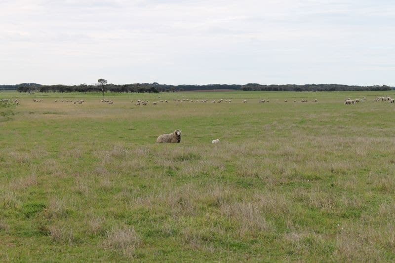 487 Longbottom Lane Mount Benson SA, Mount Benson - Image 1