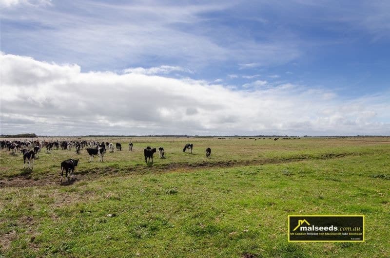 Pascoe Road Port Macdonnell SA, Port Macdonnell - Thumbnail 2