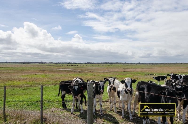 Pascoe Road Port Macdonnell SA, Port Macdonnell - Thumbnail 5