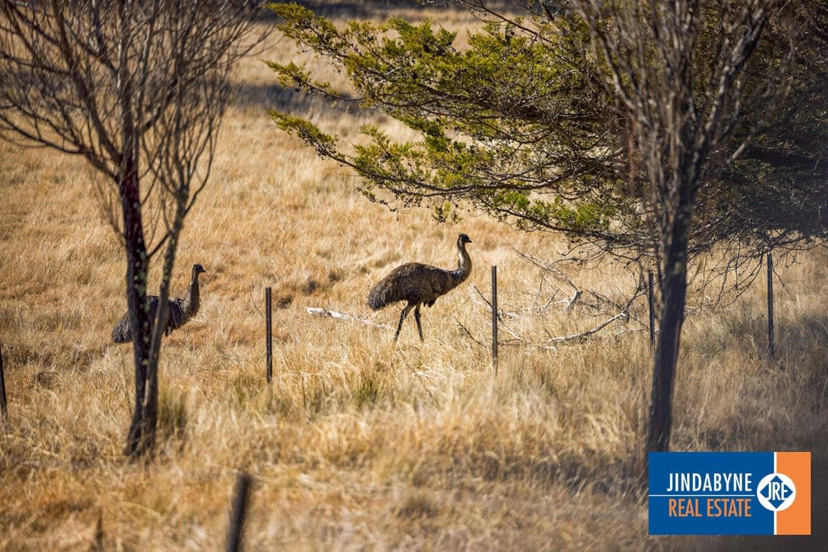 Lot 1, "Glaughan", Thornybush Road, Moonbah NSW 2627, "Glaughan" - Image 1