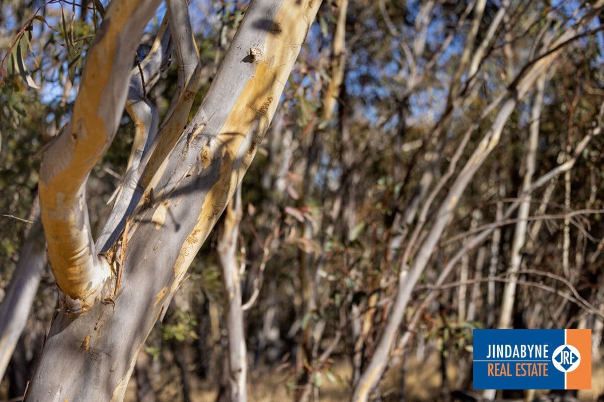 Lot 1, "Glaughan", Thornybush Road, Moonbah NSW 2627, "Glaughan" - Thumbnail 6