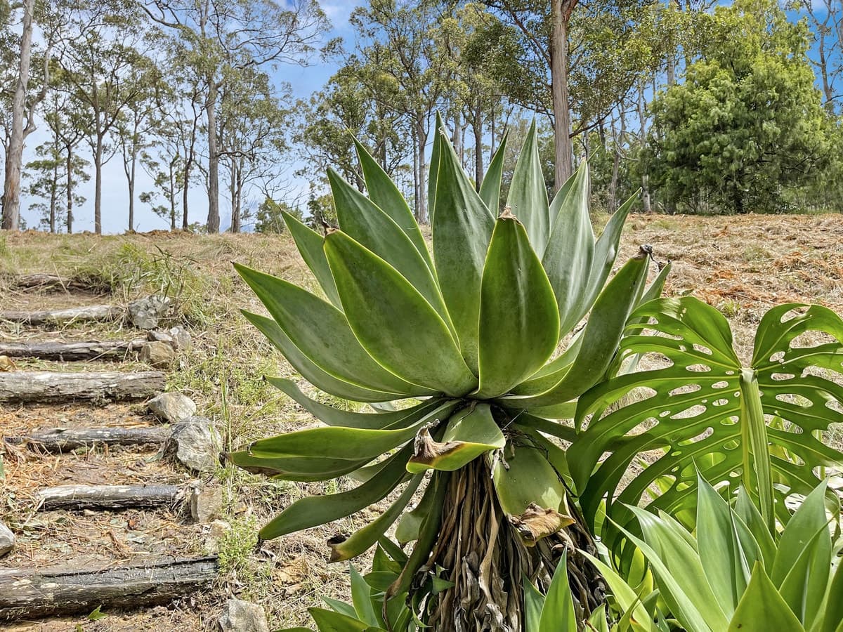 94 Millingandi Ridge Road, Millingandi - Thumbnail 5