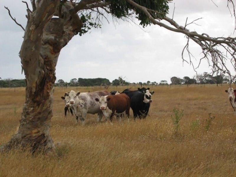 Lot 736 Dingley Dell Road MOUNT GAMBIER SA, Mount Gambier - Image 1
