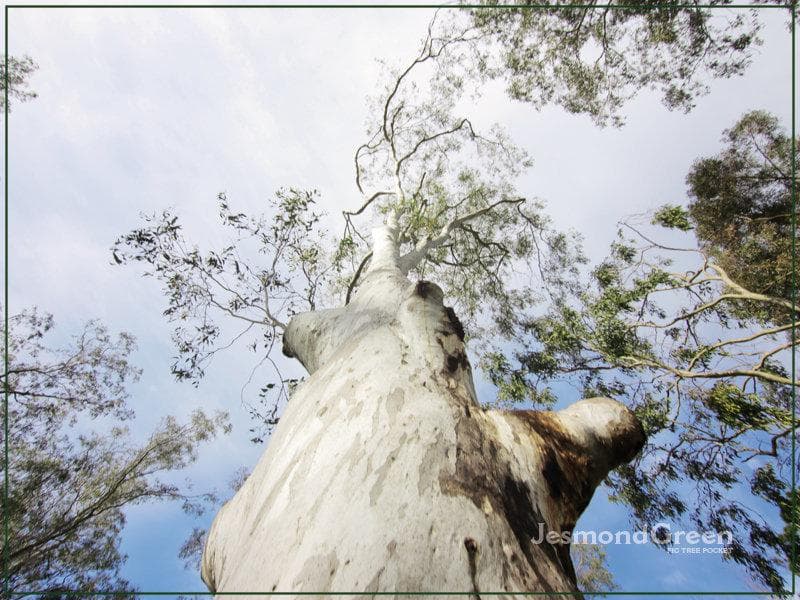 1/82 Houston Road, Fig Tree Pocket - Thumbnail 6