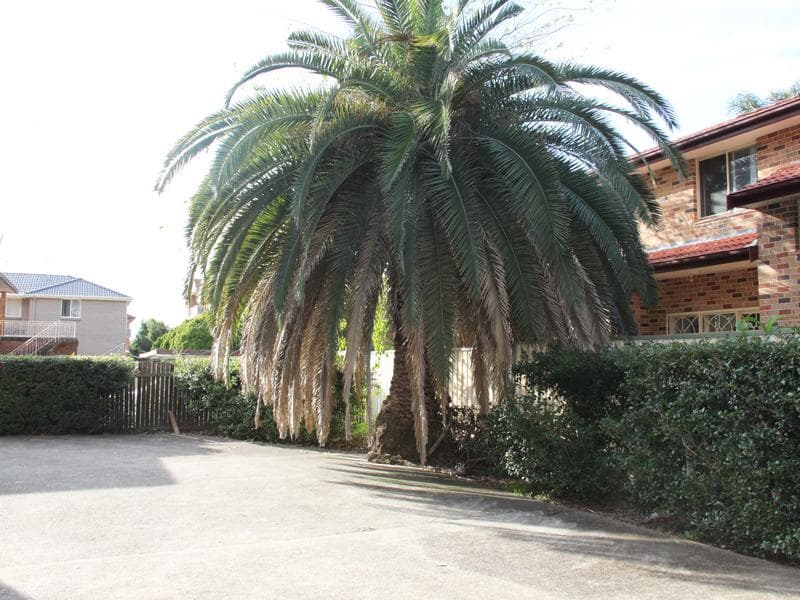 9/66-68 Clissold Pde, Campsie, Campsie - Thumbnail 3