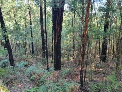 245 Lowes Road, Chum Creek - Thumbnail 6