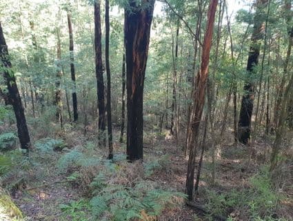 245 Lowes Road, Chum Creek - Thumbnail 7