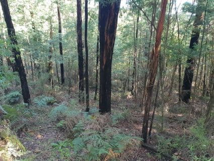 245 Lowes Road, Chum Creek - Thumbnail 8