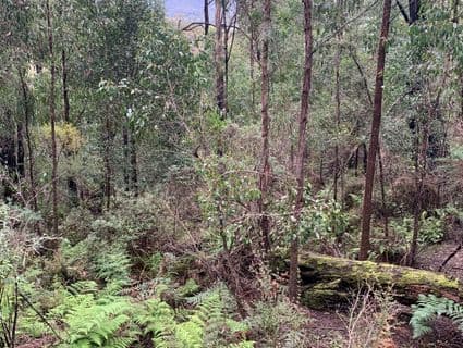245 Lowes Road, Chum Creek, VIC, 3777, Chum Creek - Thumbnail 4