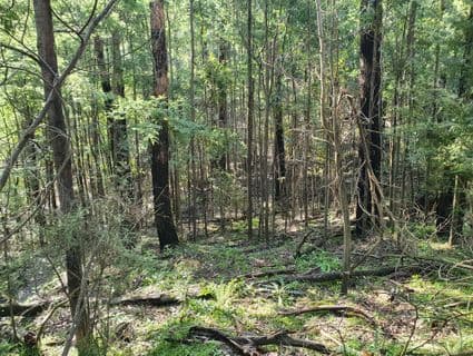 245 Lowes Road, Chum Creek, VIC, 3777, Chum Creek - Thumbnail 8