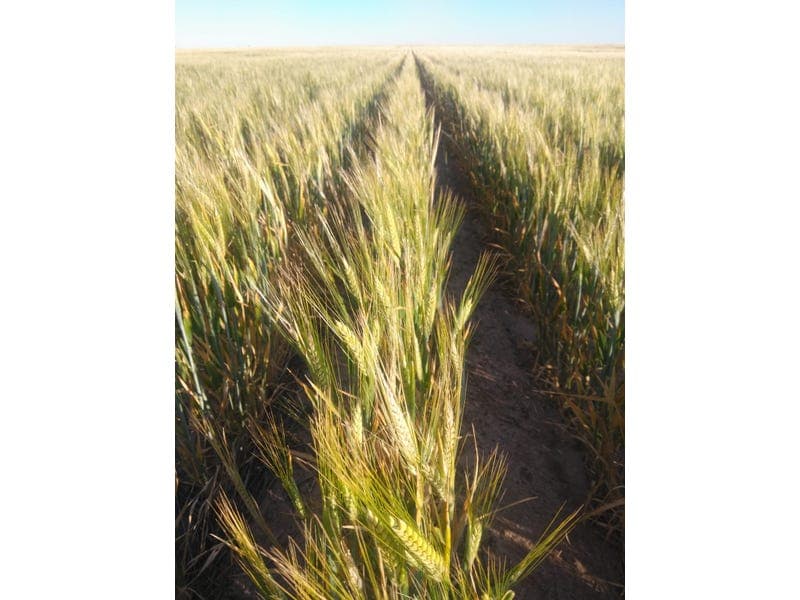 Lot 566 Coolgardie Esperance Highway, SALMON GUMS, WA, Salmon Gums - Thumbnail 6
