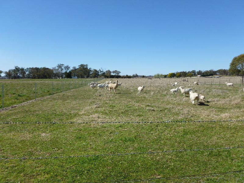 123 Springhill Road, ORANGE, NSW, Orange - Thumbnail 5