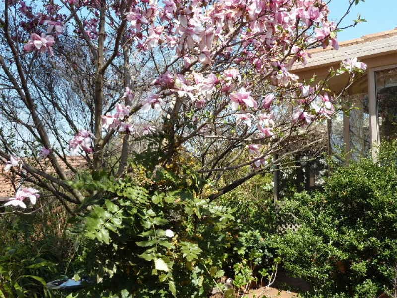28 Maple Avenue, ORANGE, NSW, Orange - Thumbnail 5