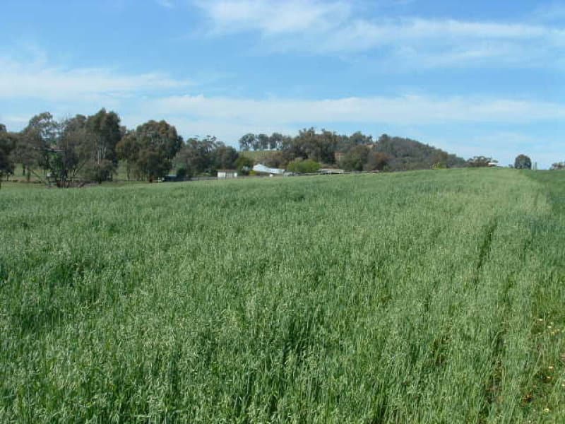 00 Packham Drive, MOLONG, NSW, Molong - Thumbnail 8