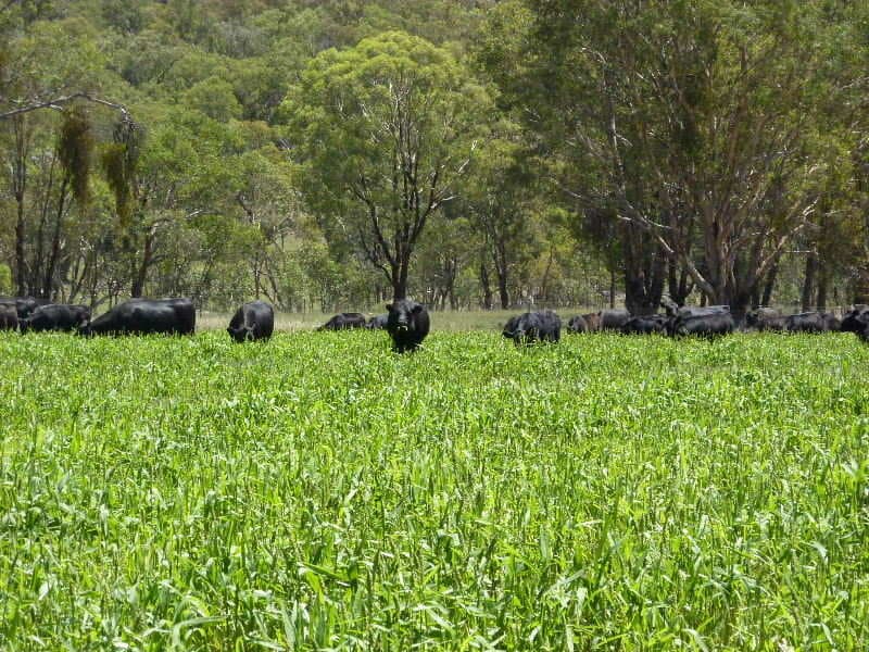 779 Lower Lewis Ponds Road, ORANGE, NSW, Orange - Thumbnail 3