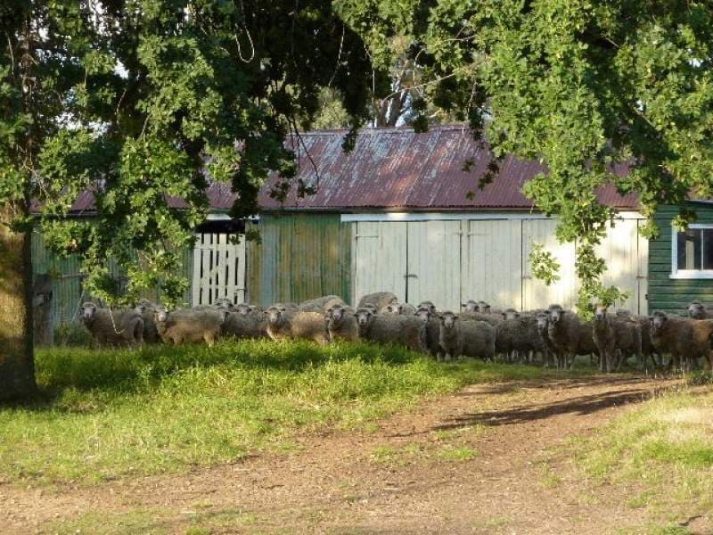 129 Mt Top Road, ORANGE, NSW, Orange - Thumbnail 6