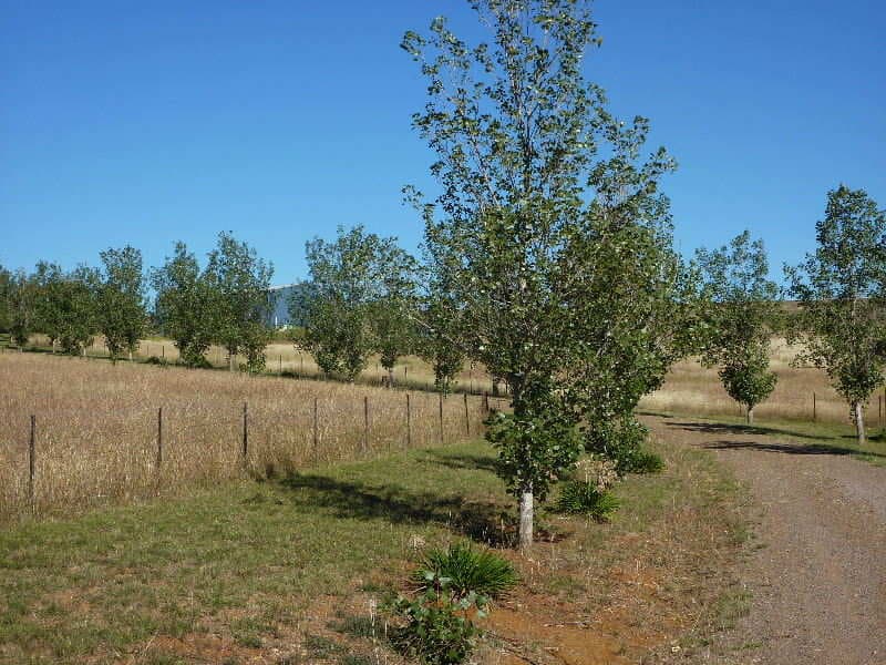 Lot 3 Amaroo Road, ORANGE, NSW, Orange - Thumbnail 3