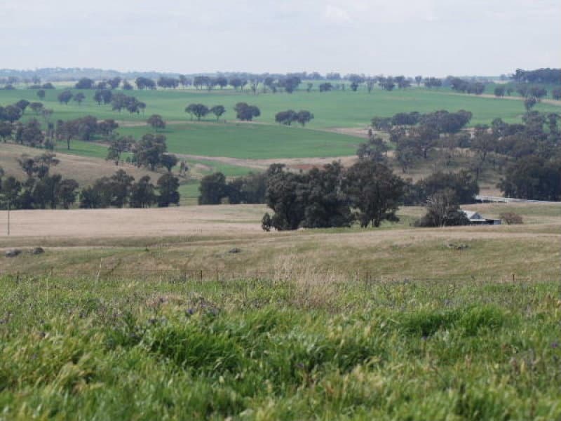 * Boomey Stud   - Euchareena Road, MOLONG, NSW, Molong - Thumbnail 2
