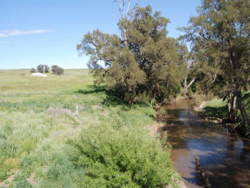 * Boomey Stud  Bell River Block - Euchareena Road, MOLONG, NSW, Molong - Thumbnail 5