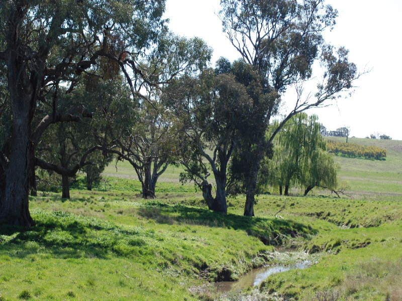* Boomey Stud Shades Creek Block - Euchareena Road, MOLONG, NSW, Molong - Image 1