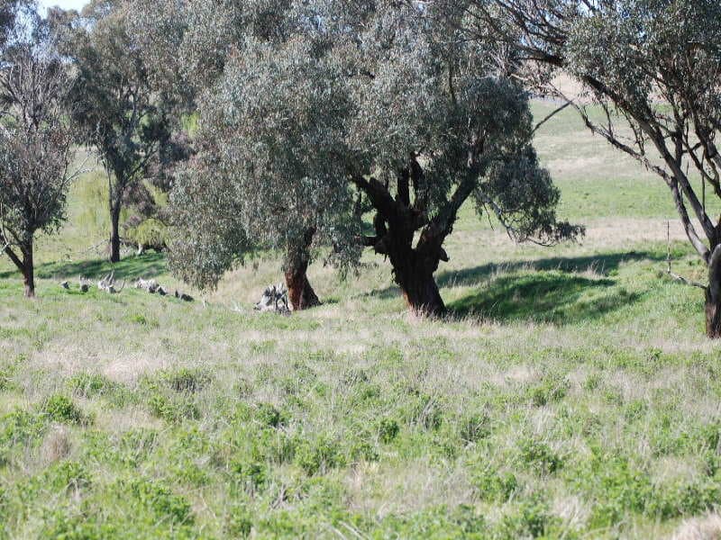 * Boomey Stud Shades Creek Block - Euchareena Road, MOLONG, NSW, Molong - Thumbnail 7