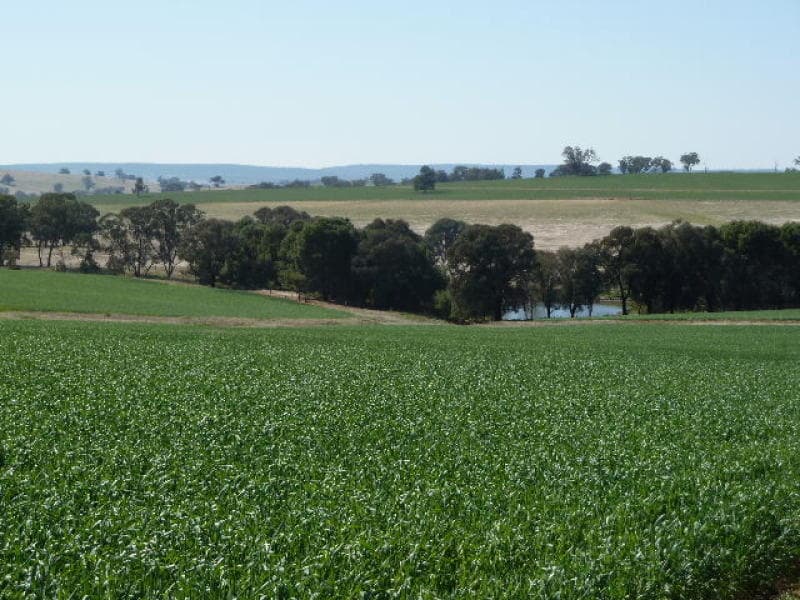 * GOONIGAL    Gumble Rd  Manildra, ORANGE, NSW, Orange - Thumbnail 5
