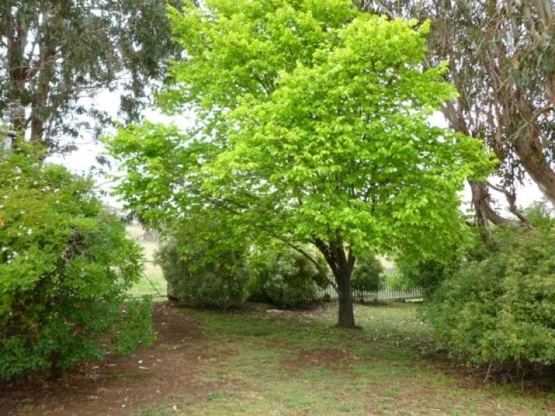25 Kangaroobie Road, ORANGE, NSW, Orange - Thumbnail 2