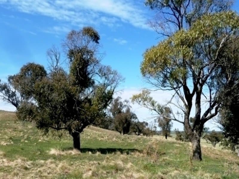 Lot 2,  660 Icely Road, ORANGE, NSW, Orange - Thumbnail 8