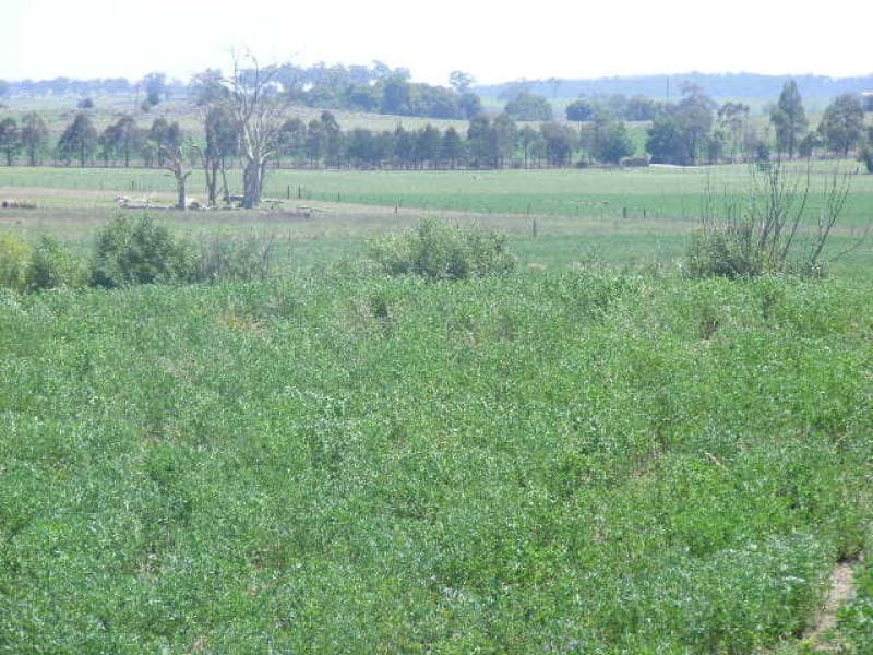 19 Deight Street, MOLONG, NSW, Molong - Thumbnail 2