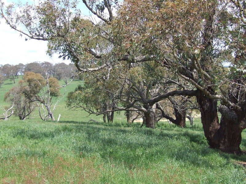 Lot 4 Reyfield Drive, ORANGE, NSW, Orange - Thumbnail 8