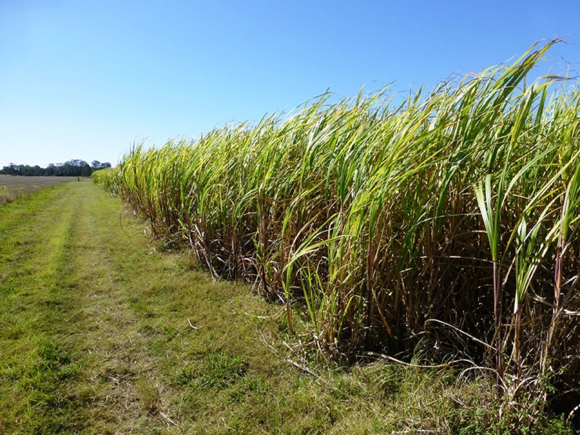 Address Withheld, South Ballina, NSW, 2478, South Ballina - Thumbnail 3