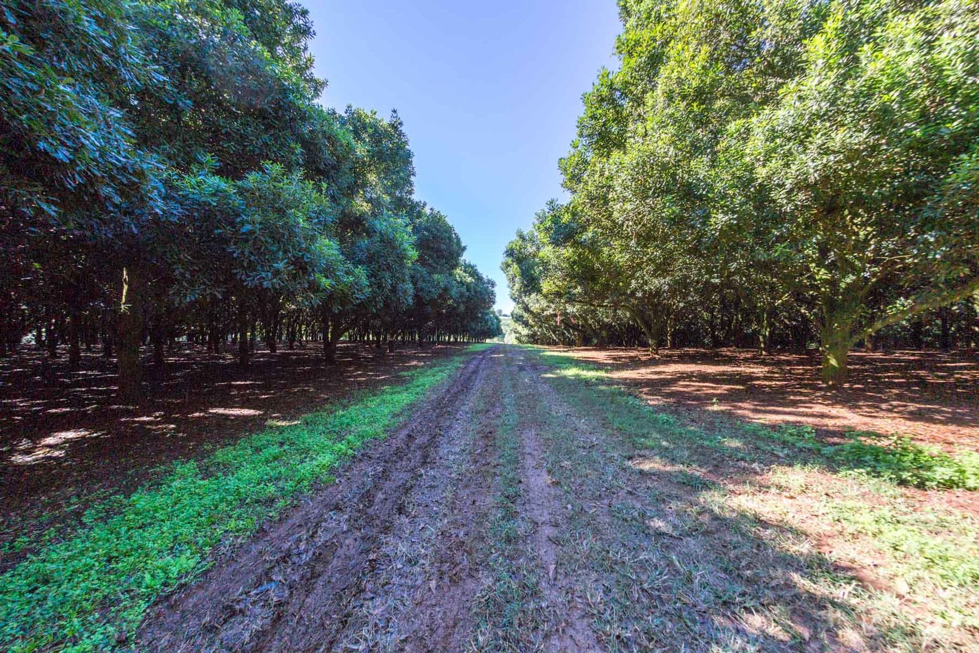 Address Withheld, McLeans Ridges, NSW, 2480, McLeans Ridges - Thumbnail 3