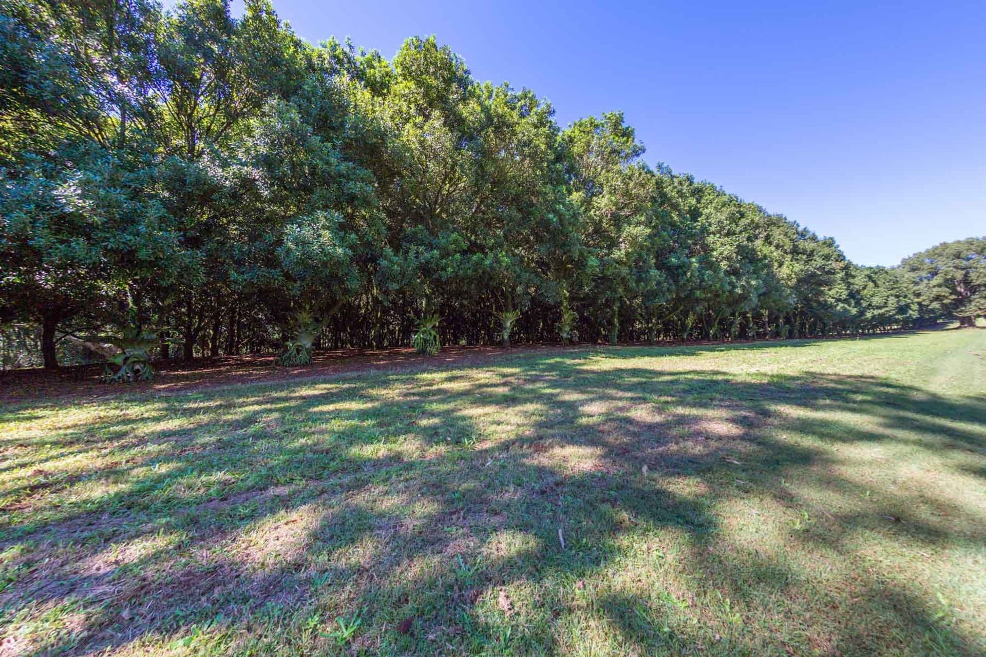 Address Withheld, McLeans Ridges, NSW, 2480, McLeans Ridges - Thumbnail 4