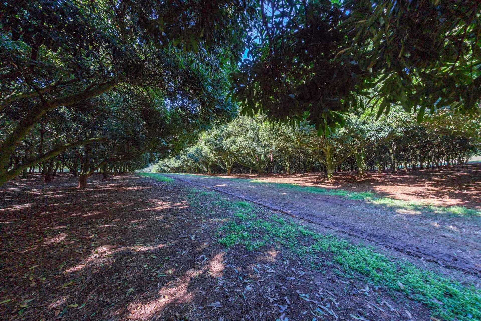 Address Withheld, McLeans Ridges, NSW, 2480, McLeans Ridges - Thumbnail 6
