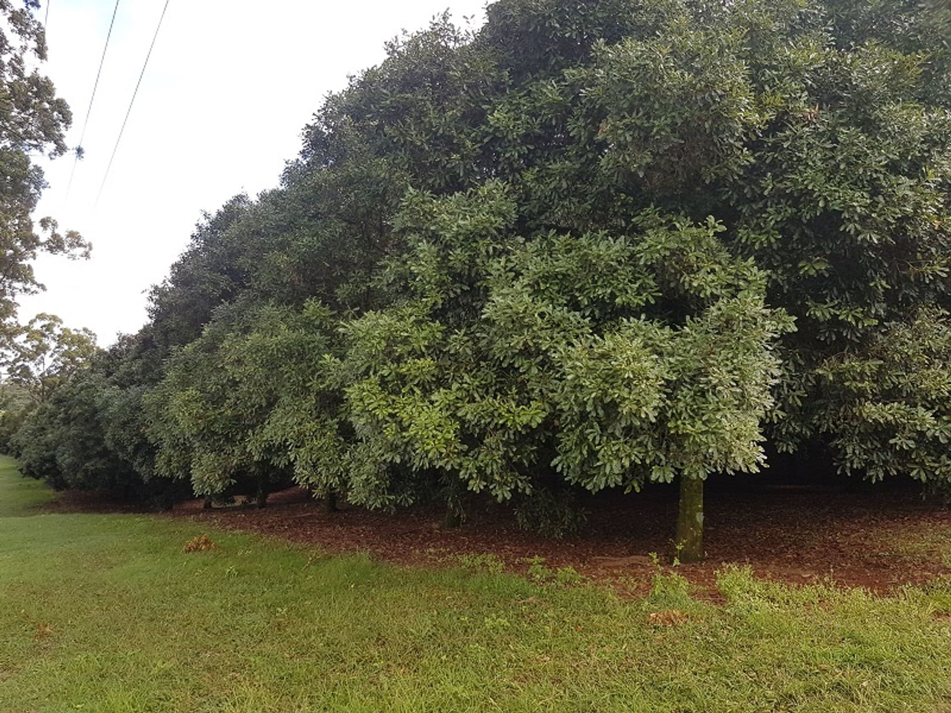 Address Withheld, Dorroughby, NSW, 2480, Dorroughby - Thumbnail 3