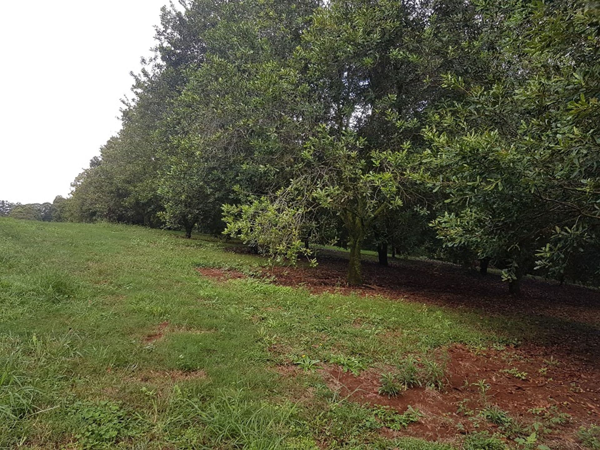 Address Withheld, Dorroughby, NSW, 2480, Dorroughby - Thumbnail 4