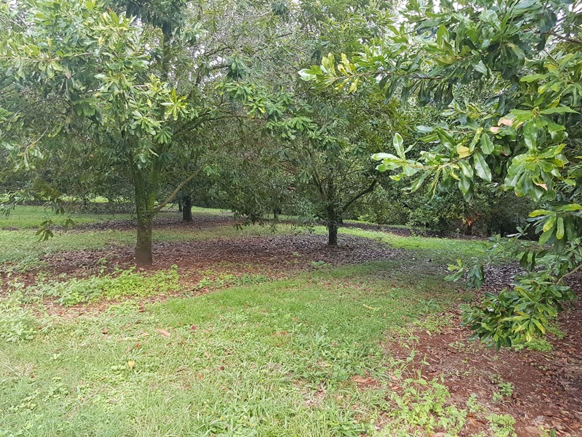 Address Withheld, Dorroughby, NSW, 2480, Dorroughby - Thumbnail 5