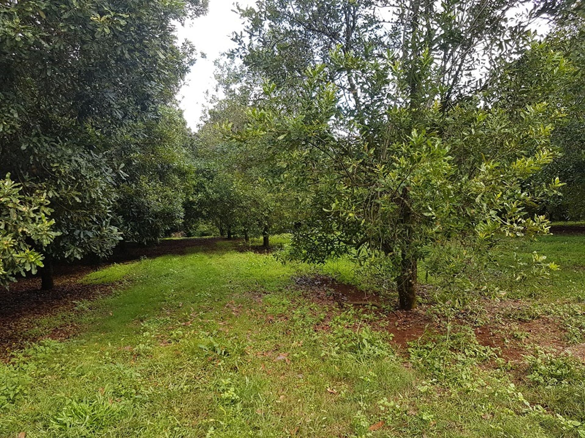 Address Withheld, Dorroughby, NSW, 2480, Dorroughby - Thumbnail 7