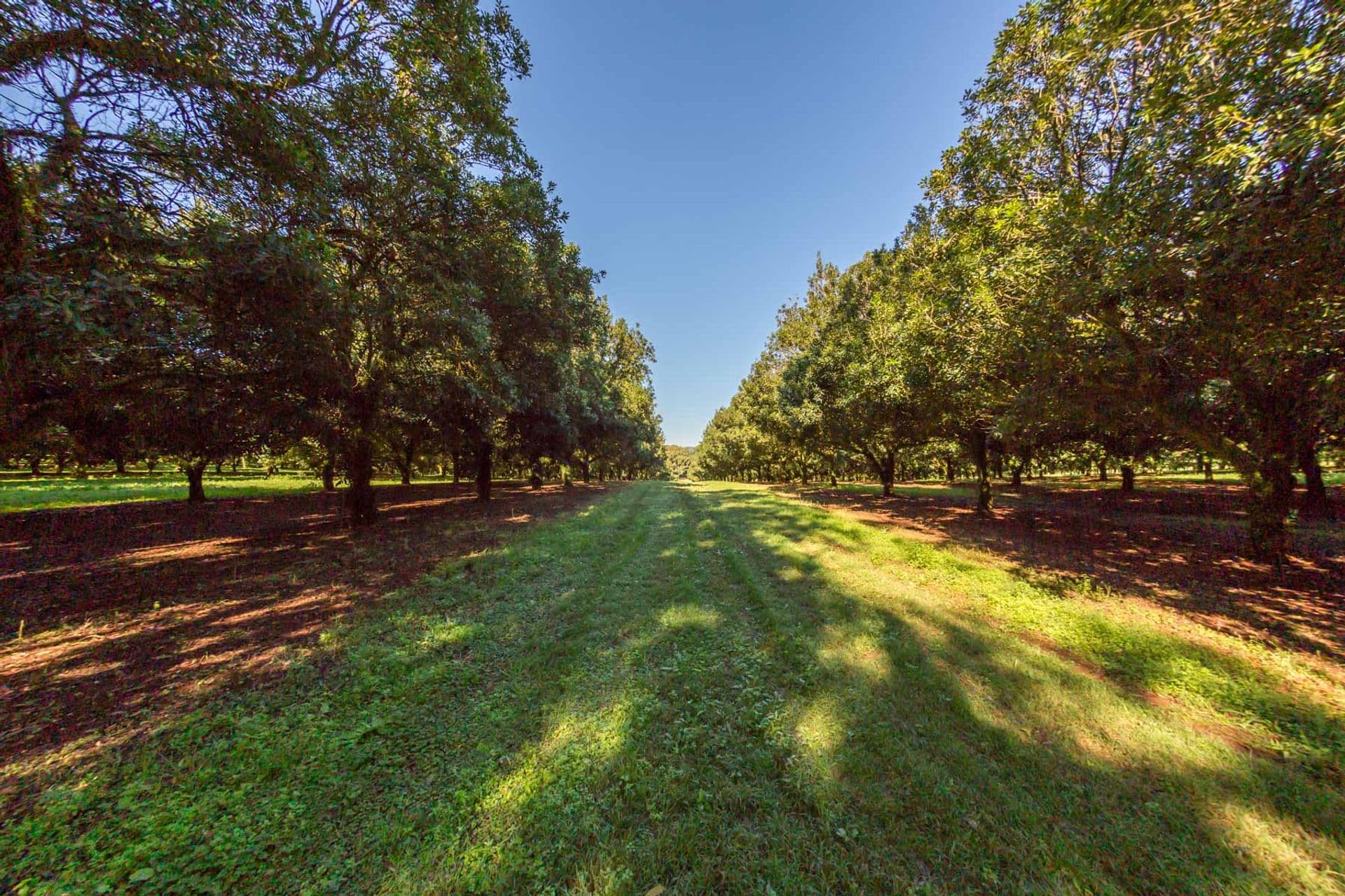 Address Withheld, McLeans Ridges, NSW, 2480, McLeans Ridges - Thumbnail 2