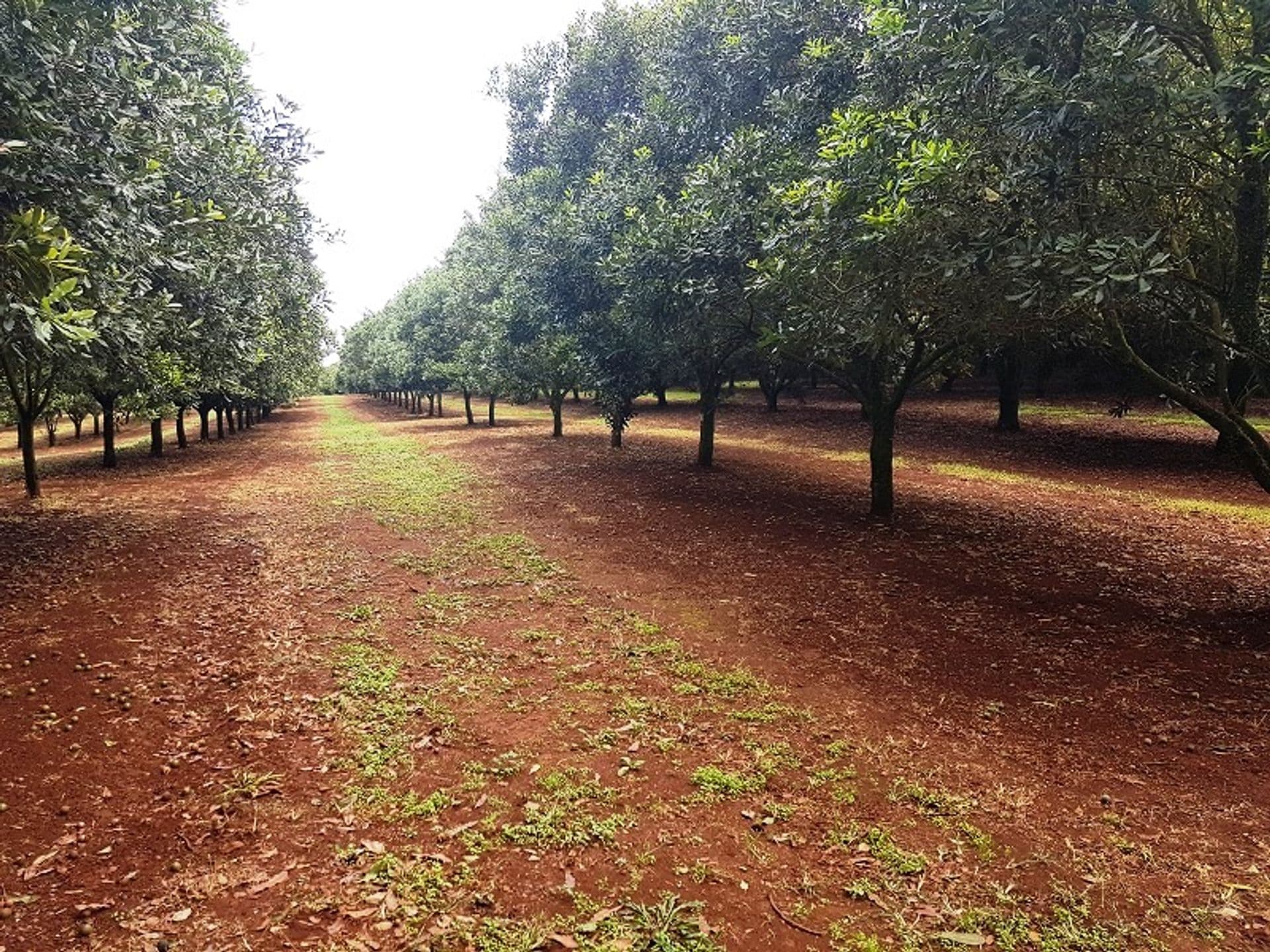 Address Withheld, McLeans Ridges, NSW, 2480, McLeans Ridges - Thumbnail 5