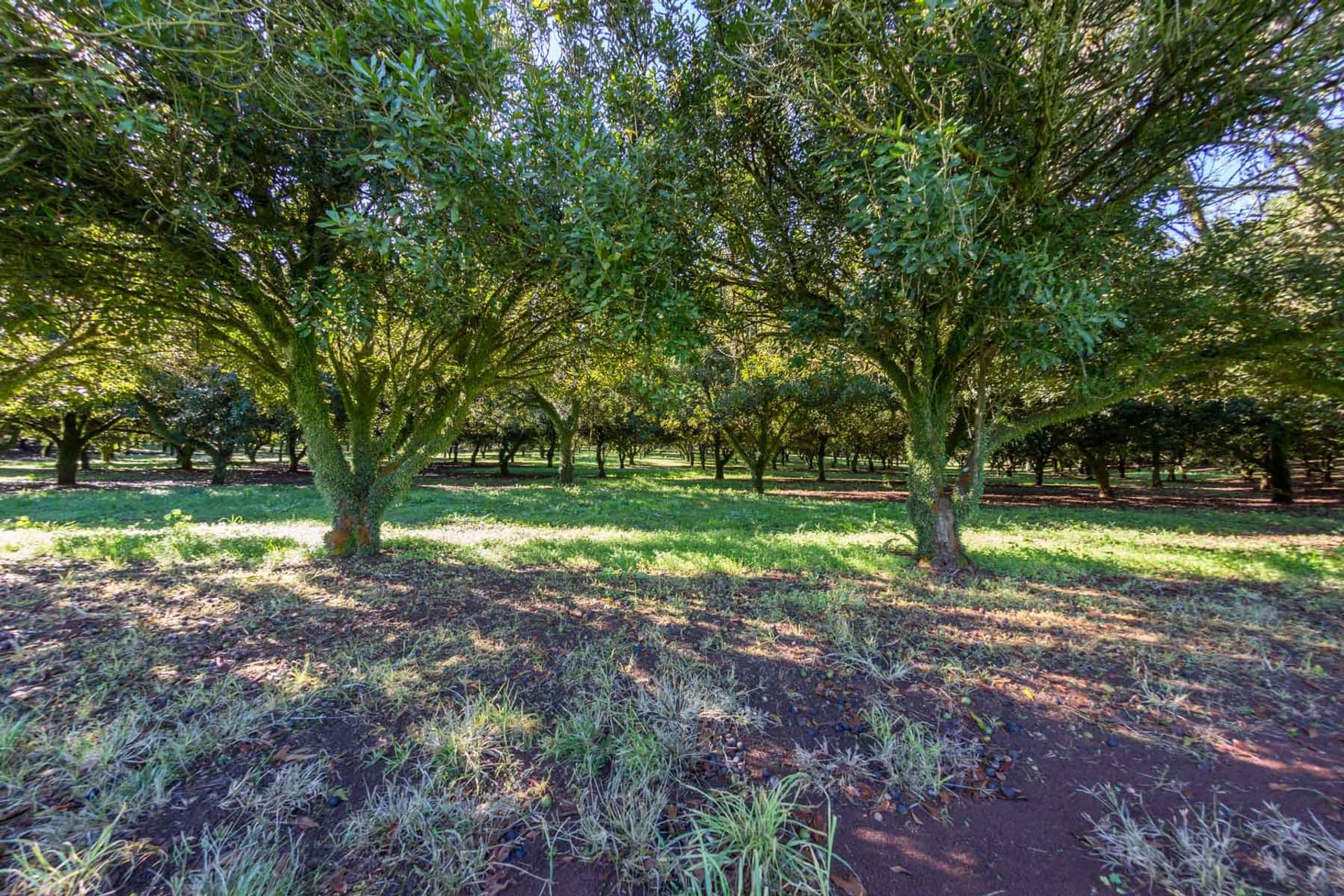 Address Withheld, McLeans Ridges, NSW, 2480, McLeans Ridges - Thumbnail 4
