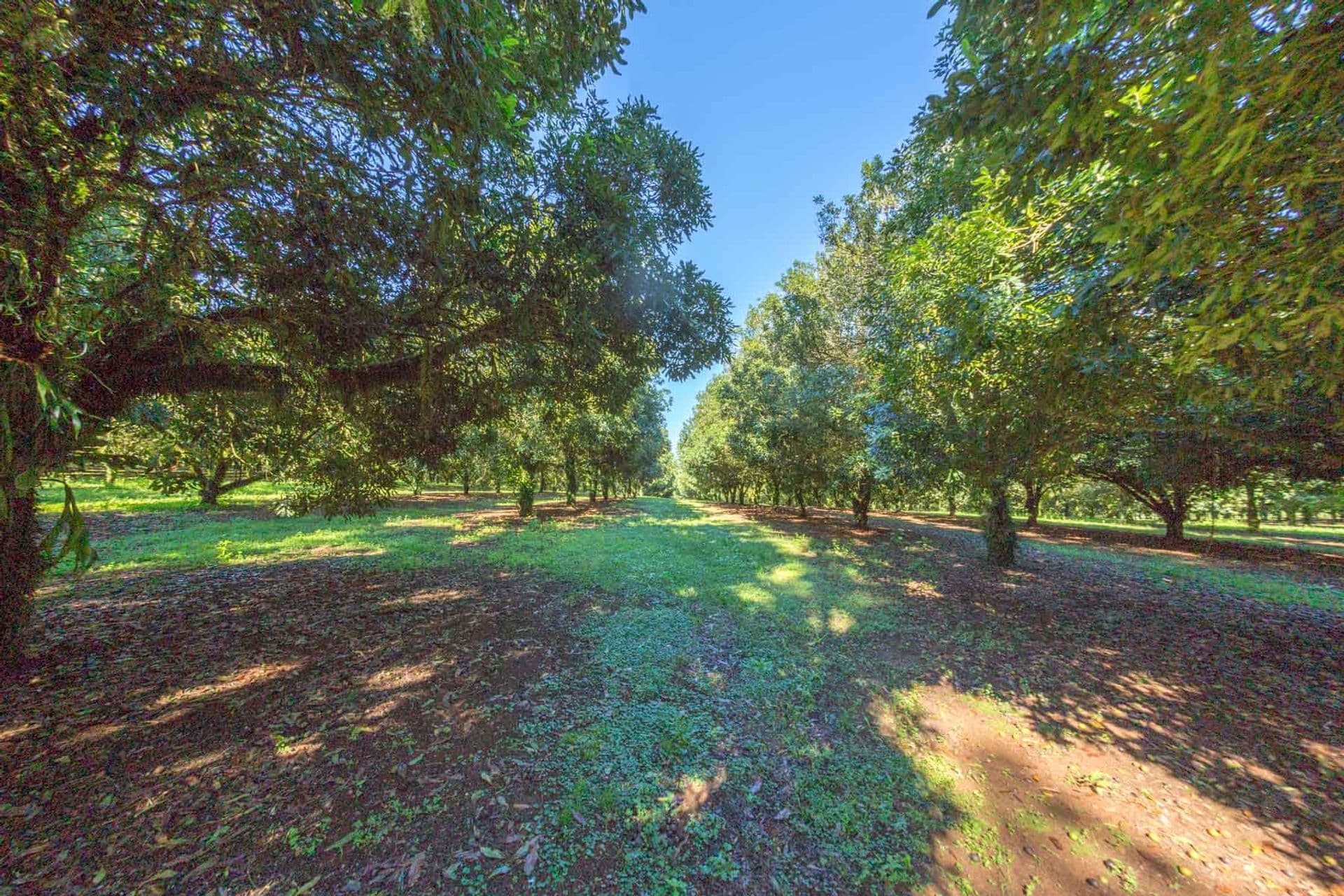 Address Withheld, McLeans Ridges, NSW, 2480, McLeans Ridges - Thumbnail 8