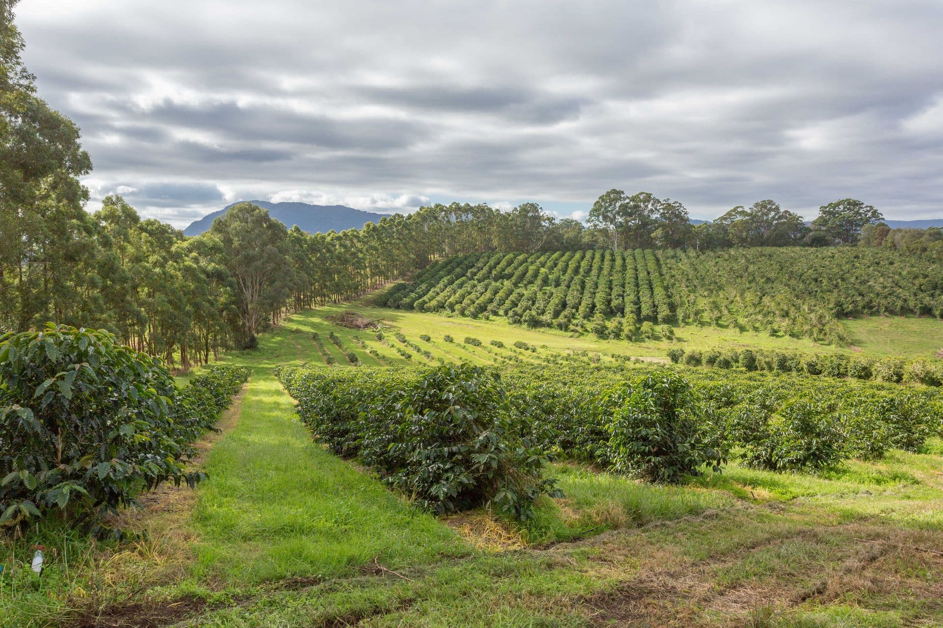 Address Withheld, Nimbin, NSW, 2480, Nimbin - Thumbnail 8
