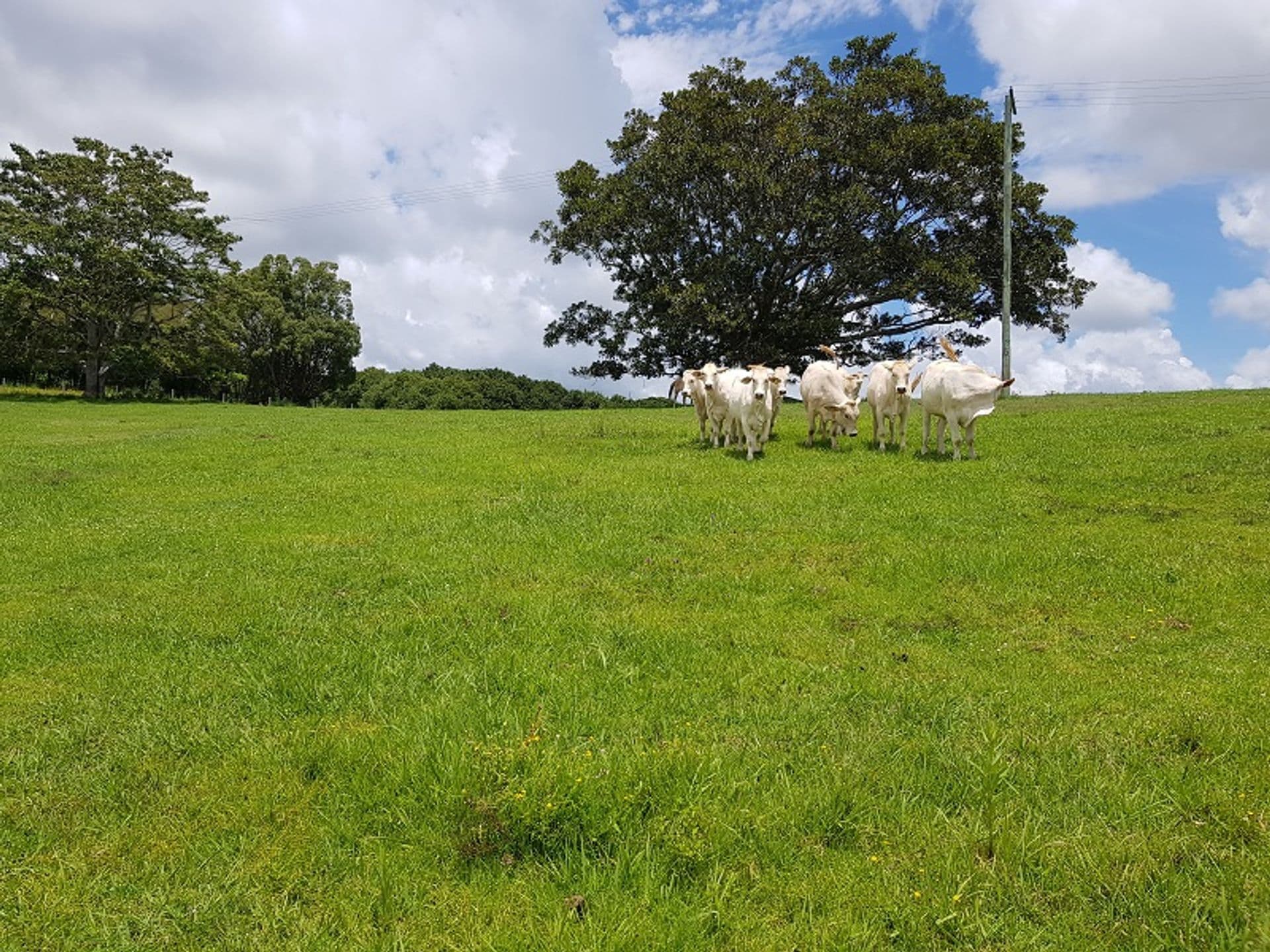 Address Withheld, Tregeagle, NSW, 2480, Tregeagle - Thumbnail 2