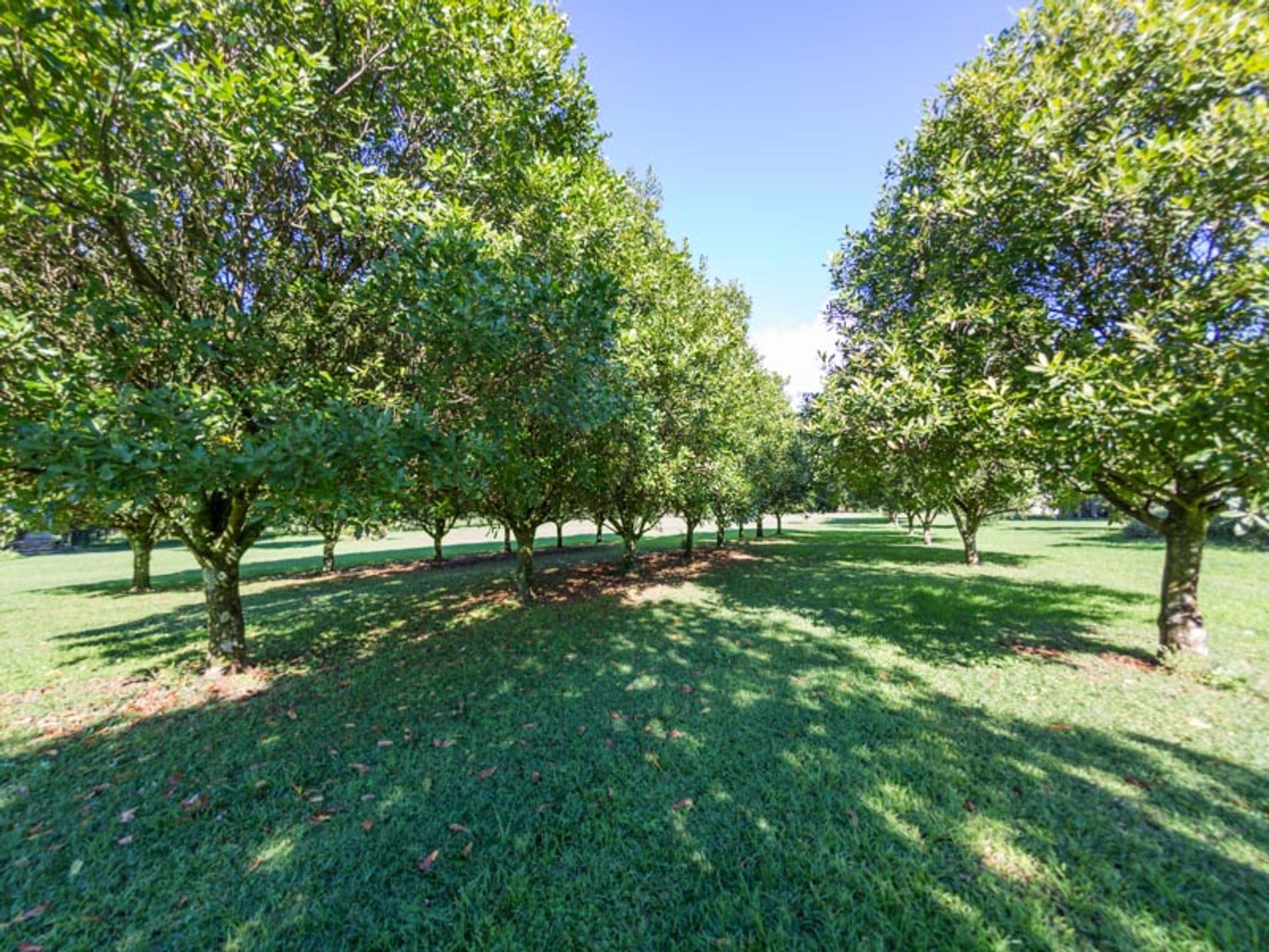 Address Withheld, Dalwood, NSW, 2477, Dalwood - Thumbnail 4