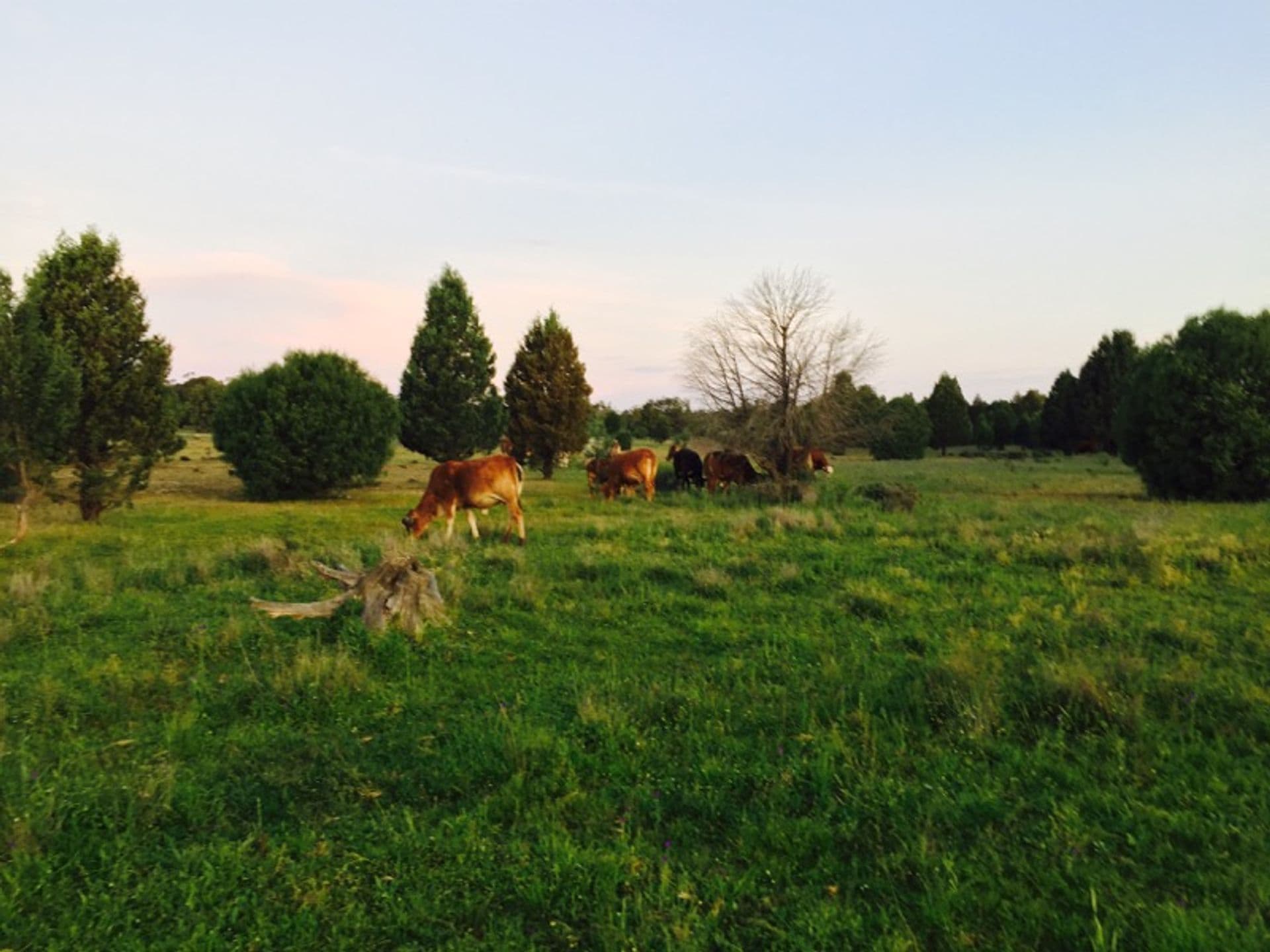 Address Withheld, Condobolin, NSW, 2877, Condobolin - Thumbnail 8