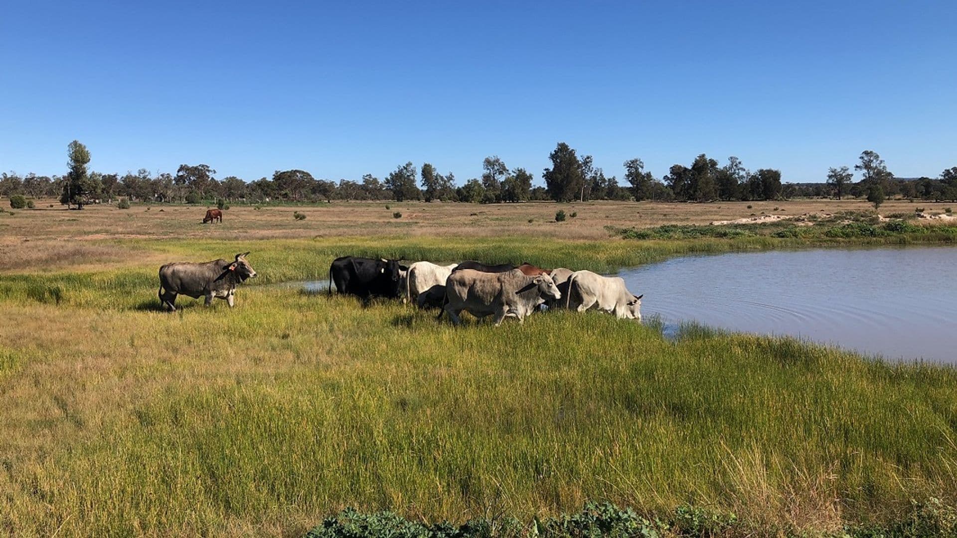Address Withheld, Condobolin, NSW, 2877, Condobolin - Image 1