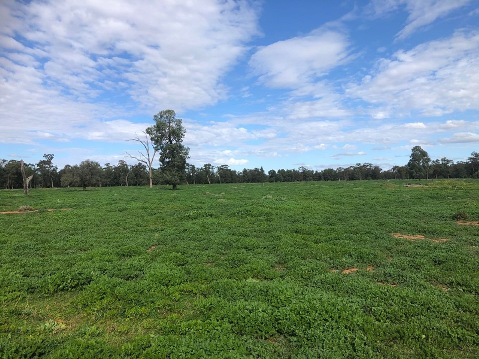Address Withheld, Condobolin, NSW, 2877, Condobolin - Thumbnail 3